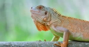 Watch What Happens When This Cheeky Iguana Whips Its Tail at a Passing Monkey Picture
