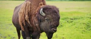A wood bison (Bison Athabascae) in Alaska