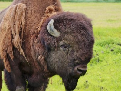 A Bison bison athabascae