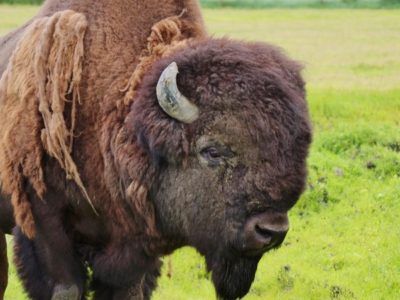 A Wood Bison