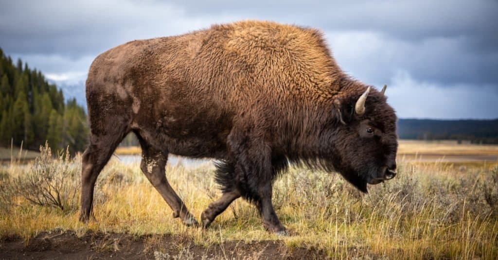 Largest Land Animal in North America - American bison walking and looking for food in Yellowstone National Park, Wyoming, USA.