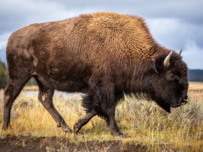 A The 7 Largest Animals in Yellowstone National Park