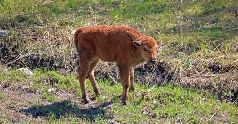 Wood Bison Calf in the spring along the Alaska Highway in the Liard River Valley in northern British Columbia, Canada
