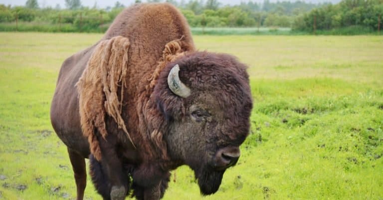 A wood bison (Bison Athabascae) in Alaska