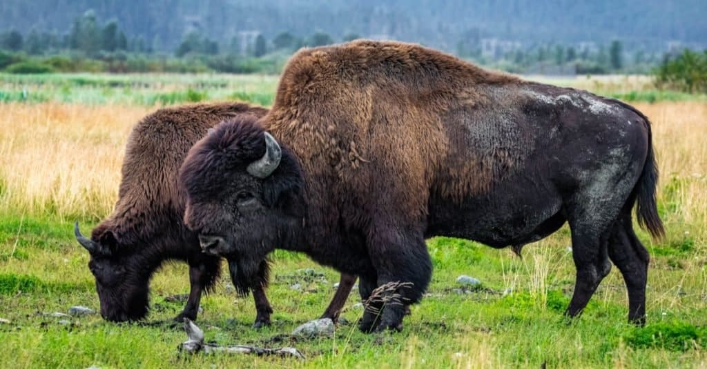 Two wild wood bison grazing in Alaska national park.