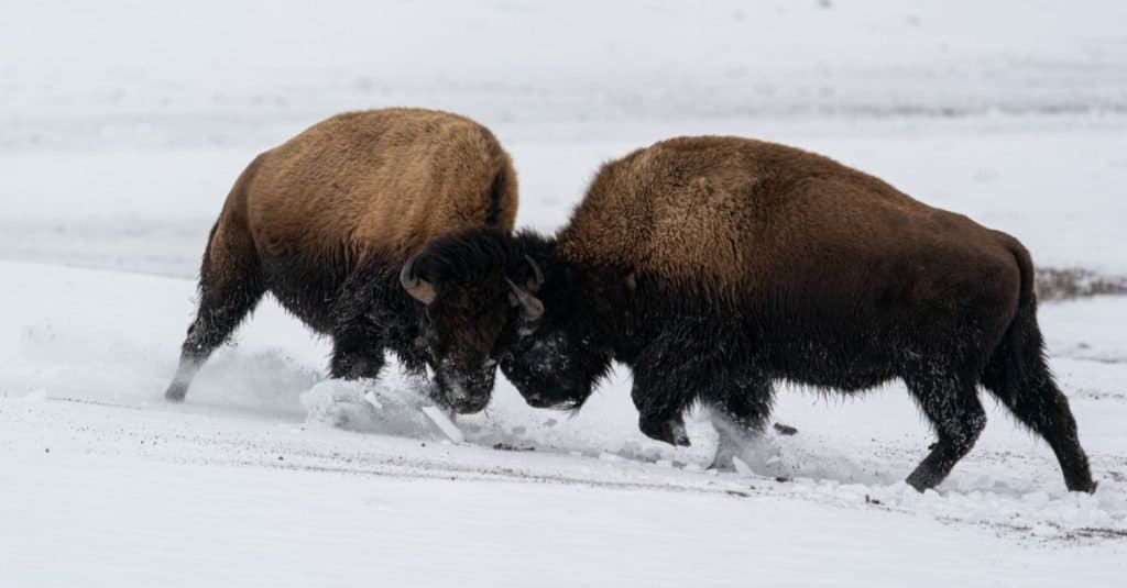 Two bison bulls fighting each other in the snow.