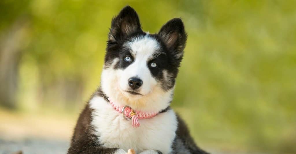 Close-up of Yakutian Laika, sitting outside.