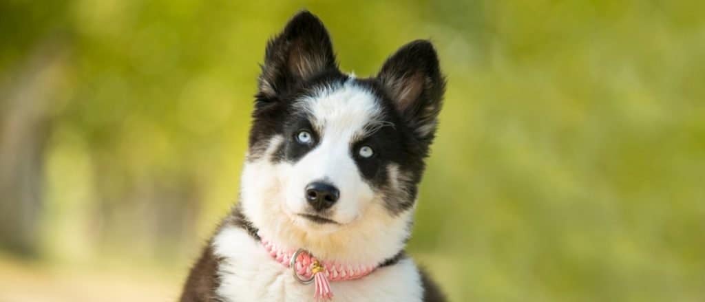 Yakutian Laika in the park