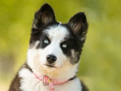 Dog breeds that start with the letter sales z