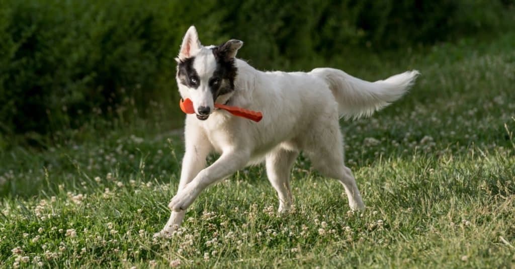 Young Yakutian Laika running through the grass.