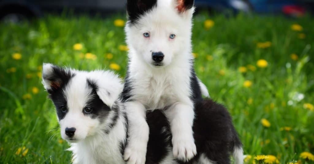 Yakutian Laika puppies playing in the grass.