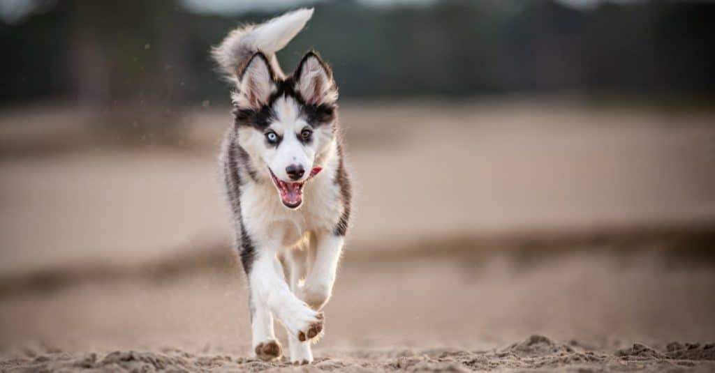 Handsome Yakutian Laika running in the park.