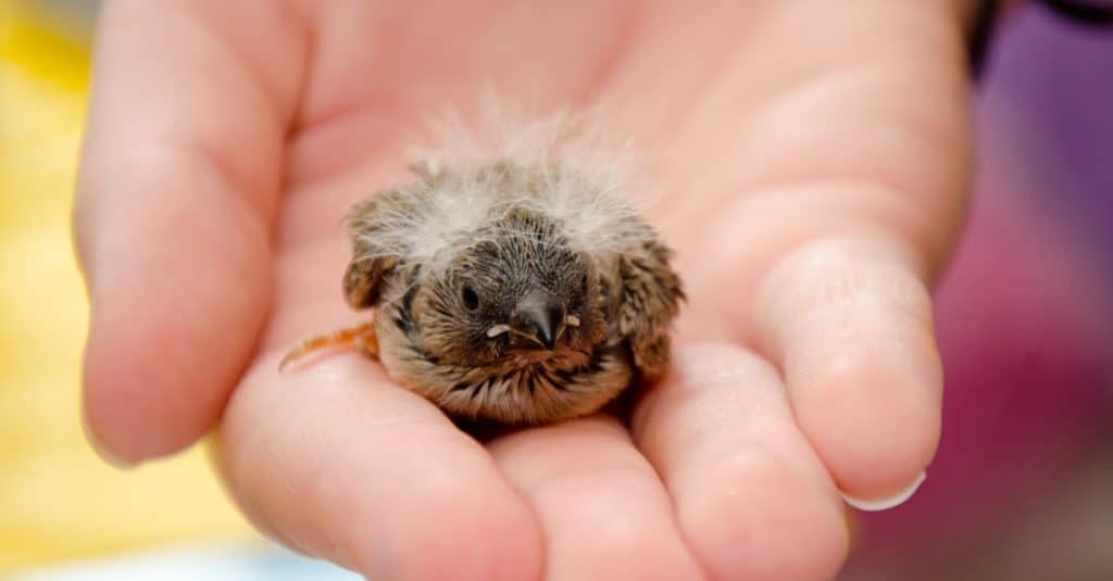 Cute baby bird (Zebra Finch) on a human hand.