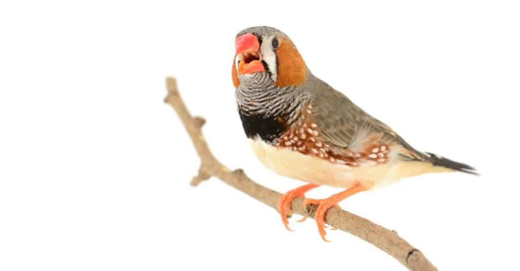 Beautiful bird, Zebra Finch (Taeniopygia guttata) perching on a branch isolated on white background.