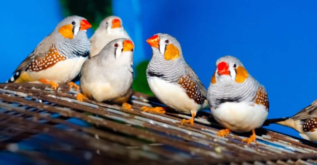 Group of zebra finch sitting on the metal bars of the cage.