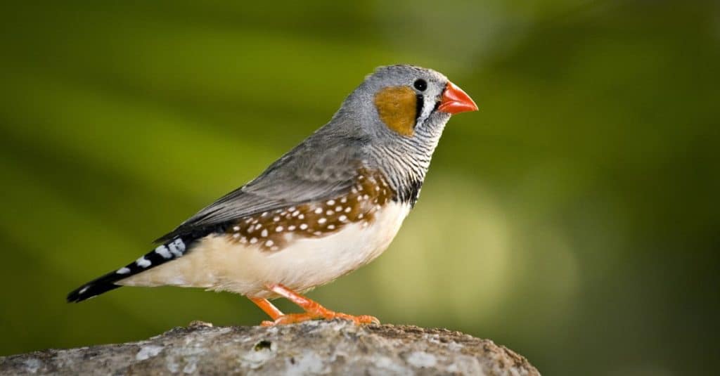 Zebra finch male sitting on a rock.