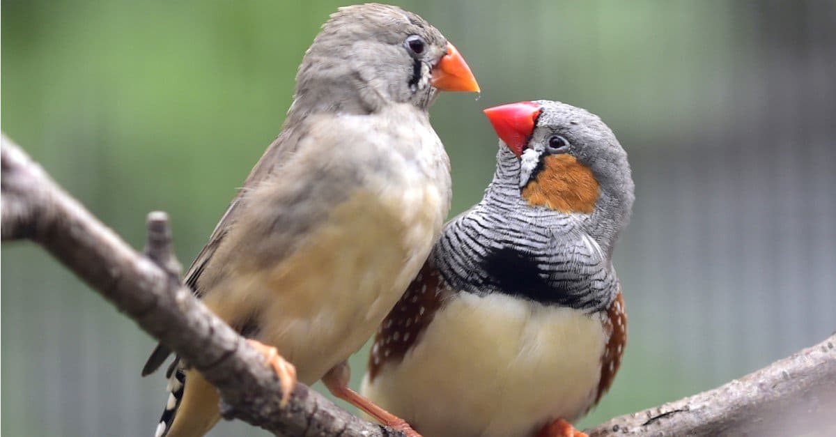 Pair of Zebra finches sitting on a branch.