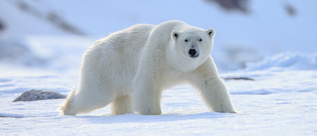 arctic animals photos