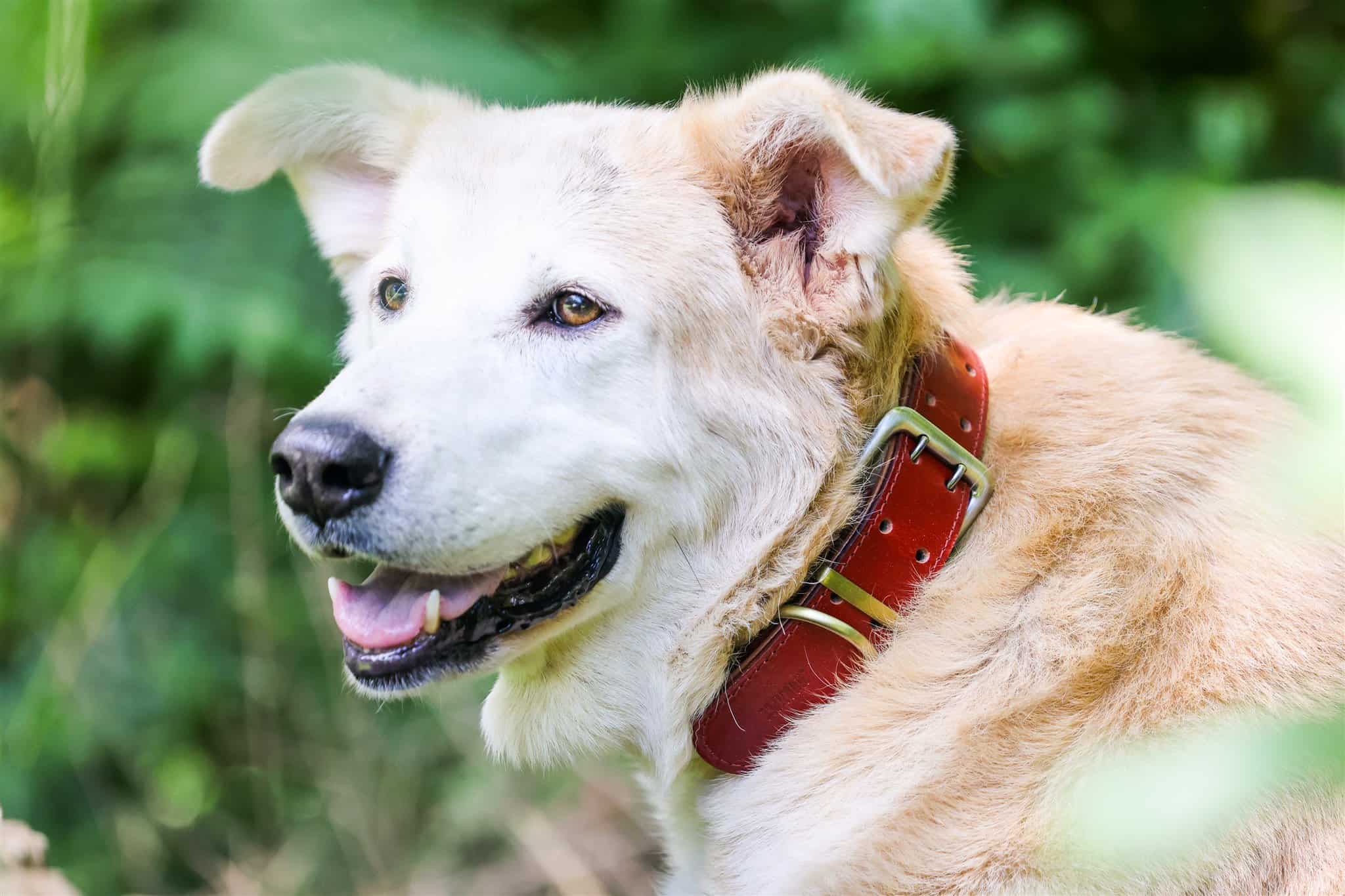 A dog sports a leather dog collar