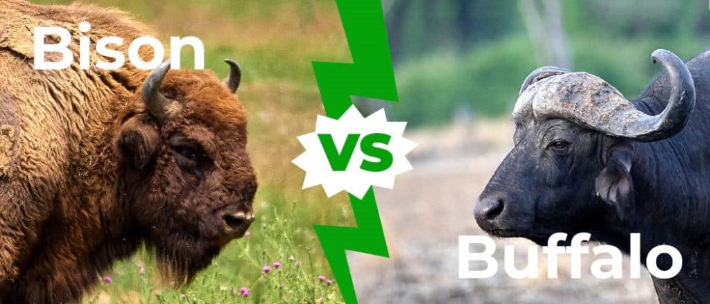 bison vs buffalo