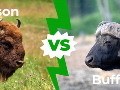 A Bison vs Buffalo: 6 Key Differences