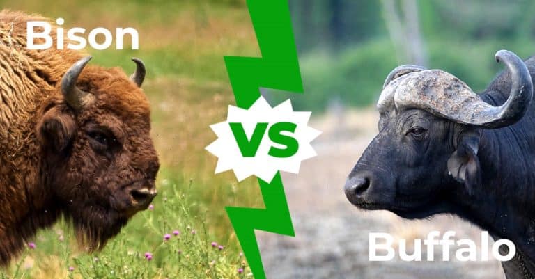 Bison vs Buffalo: 6 Key Differences - A-Z Animals