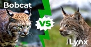 Bobcat против Lynx: объяснение 4 ключевых отличий