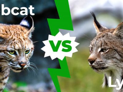 A Bobcat vs Lynx: The 4 Key Differences Explained