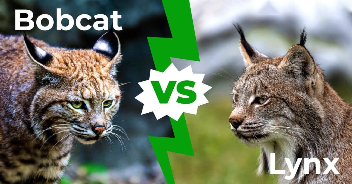 Bobcat vs Lynx: The 4 Key Differences Explained - AZ Animals