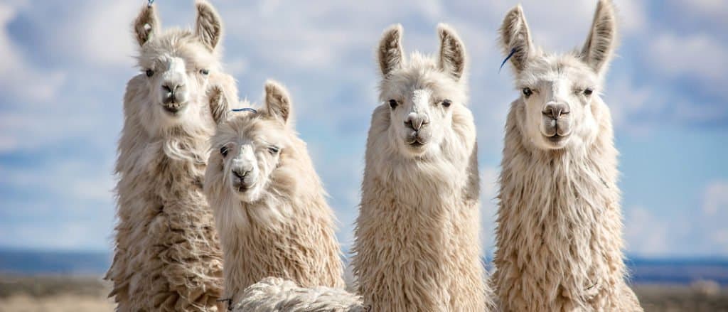 bolivia llama