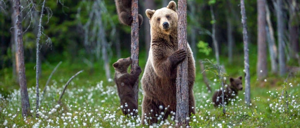 bosnia and herzegovina brown bear