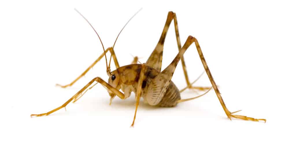 Camel Cricket isolated on white background.