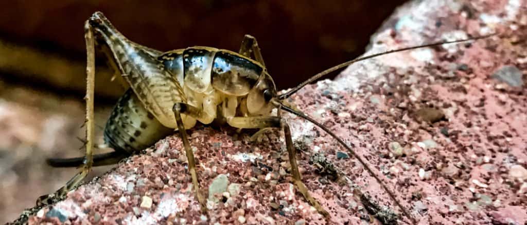 camel cricket