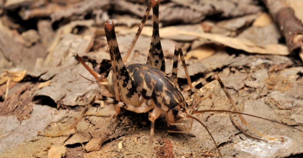 Camel Cricket on some leaves.