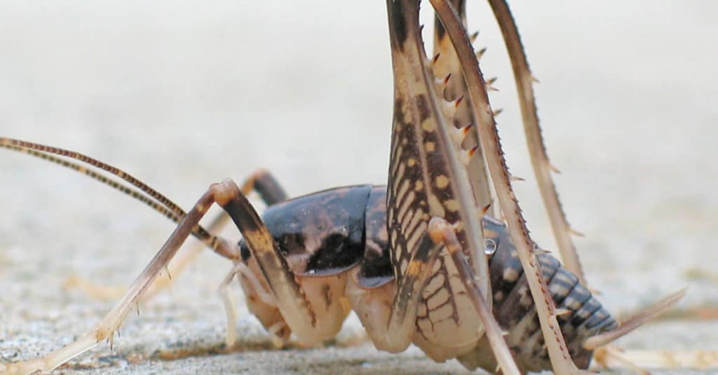 Camel cricket close-up