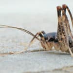 Camel cricket sitting on cement