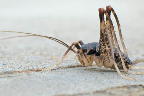 Camel cricket sitting on cement
