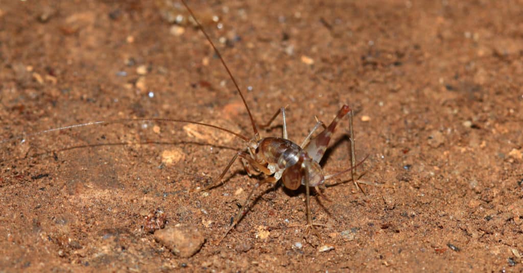 Camel cricket sitting on sand