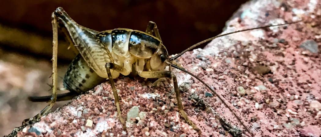 Camel Cricket Insect Facts Az Animals, Why Do I Have Camel Crickets In My Basement