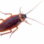 Cockroach silhouette