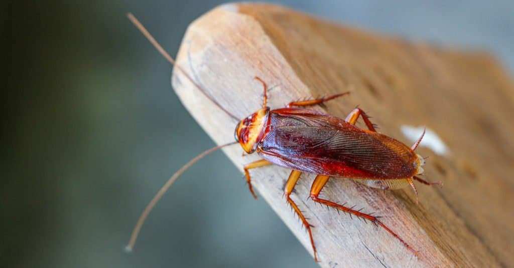 Cockroach on a piece of wood