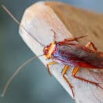 Cockroach on a piece of wood