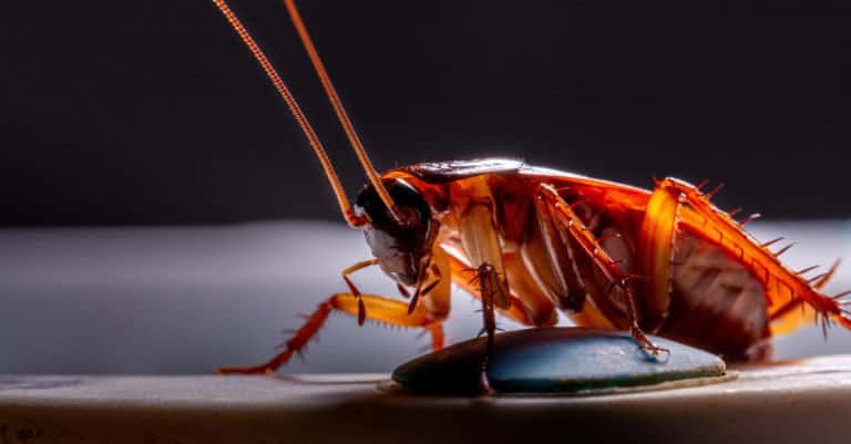 Cockroach profile shot