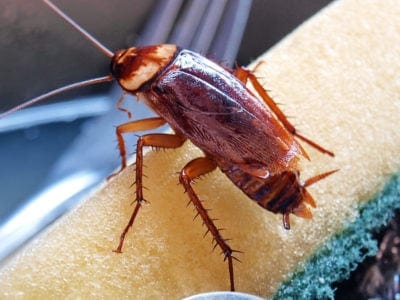 Cockroach Picture