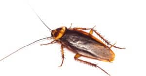 Cockroach Types: The Complete List of Roach Species Picture