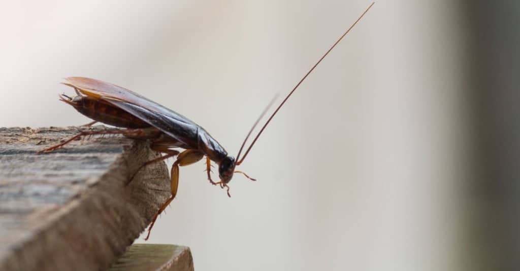 Cockroach peeking over the ledge