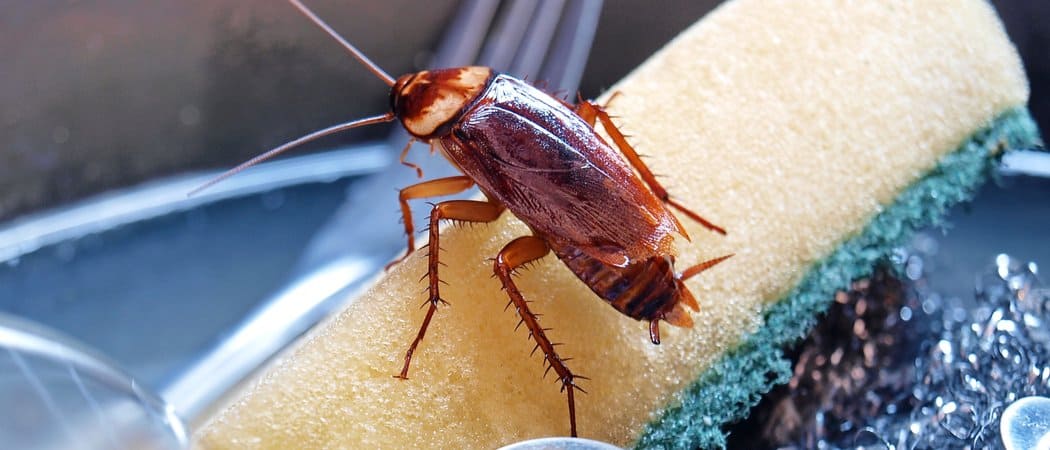 Cockroach Everything You Need To Know About Them