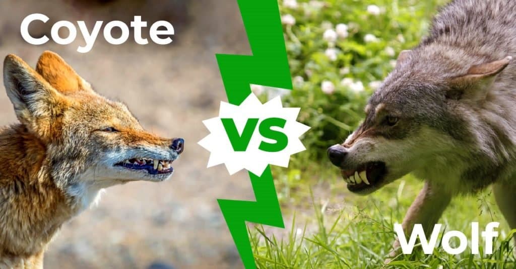 coyote vs wolf