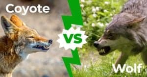 Coyote vs Wolf: The 6 Key Differences Explained photo