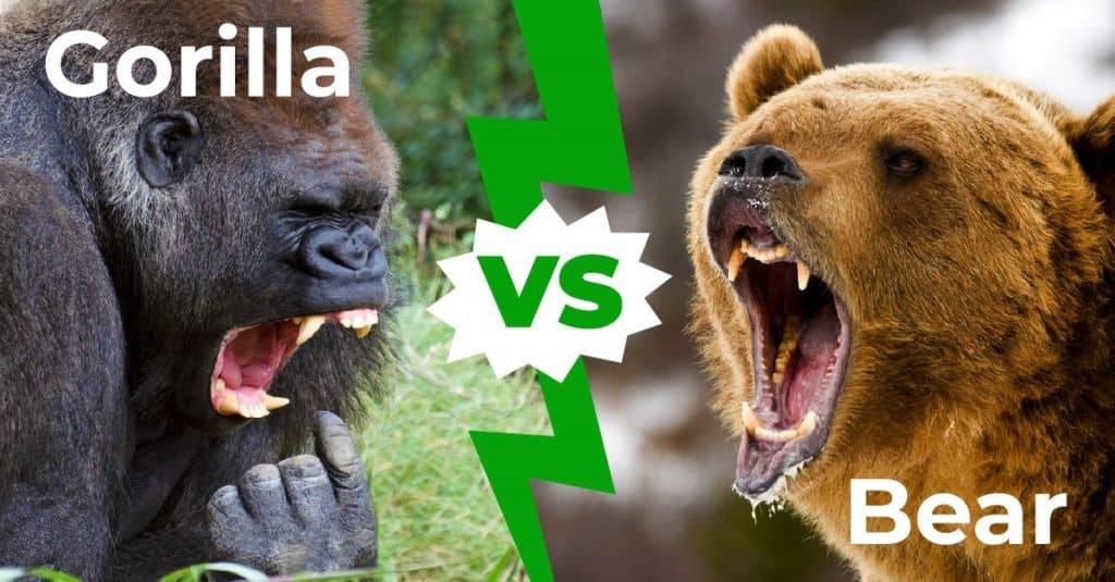 grizzly bear fighting a gorilla